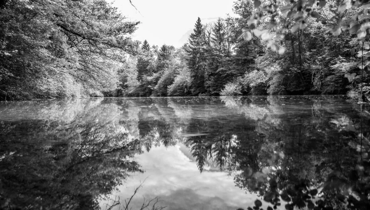 Un bel étang entouré d'arbres