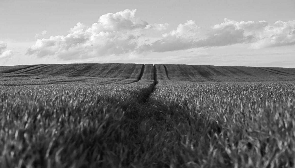Un champ de blé