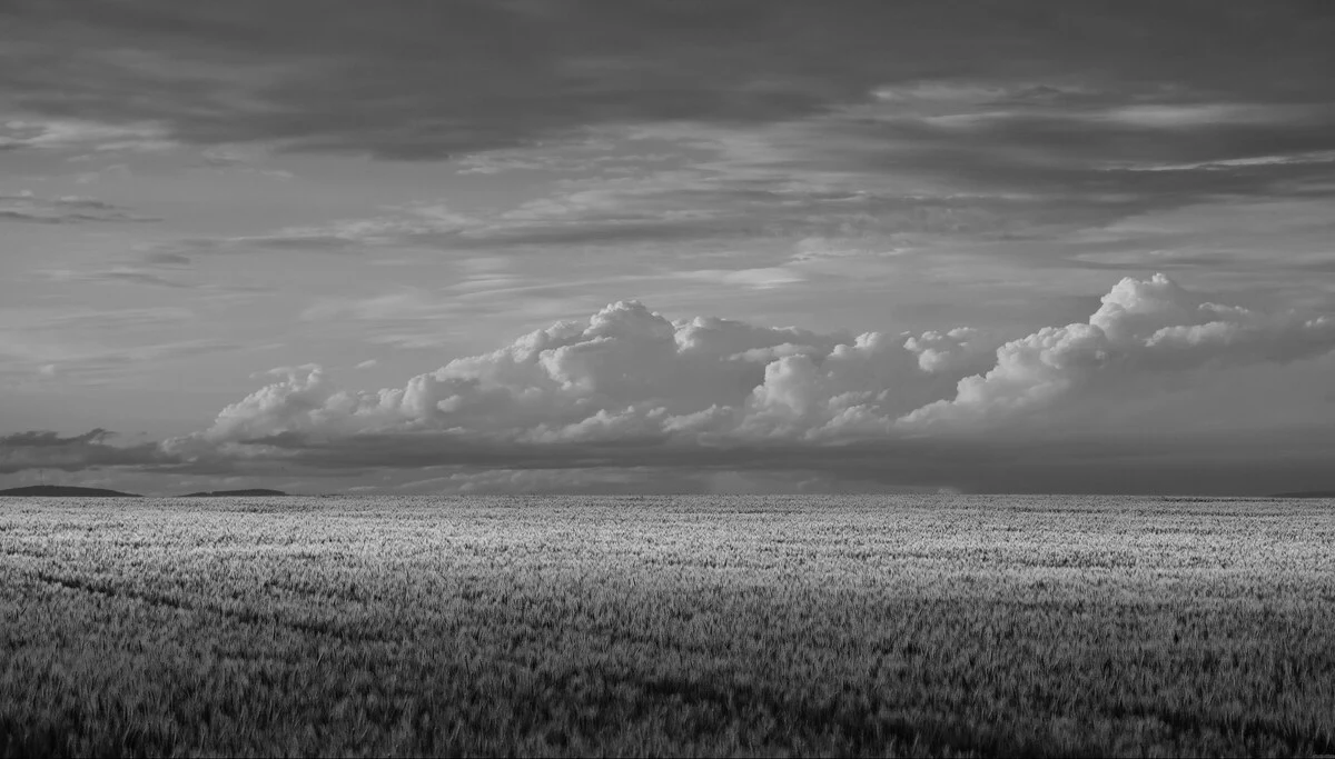 Un champ de blé avec un ciel nuageux
